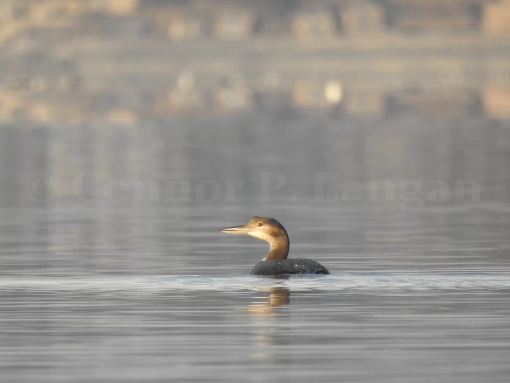 Can Loons Walk On Land – The Truth About Loon Locomotion