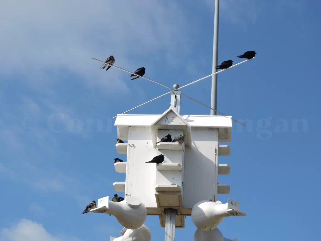 A colony of Purple Martins sits on their martin house.