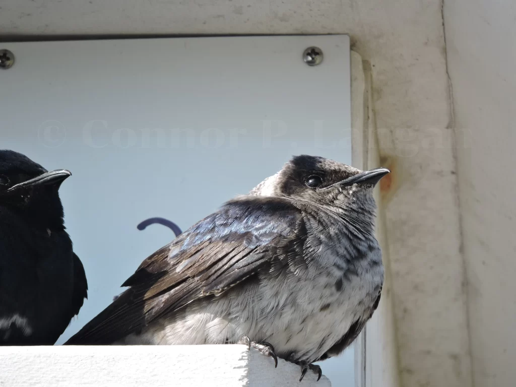 A closeup of a female Purple Martin.