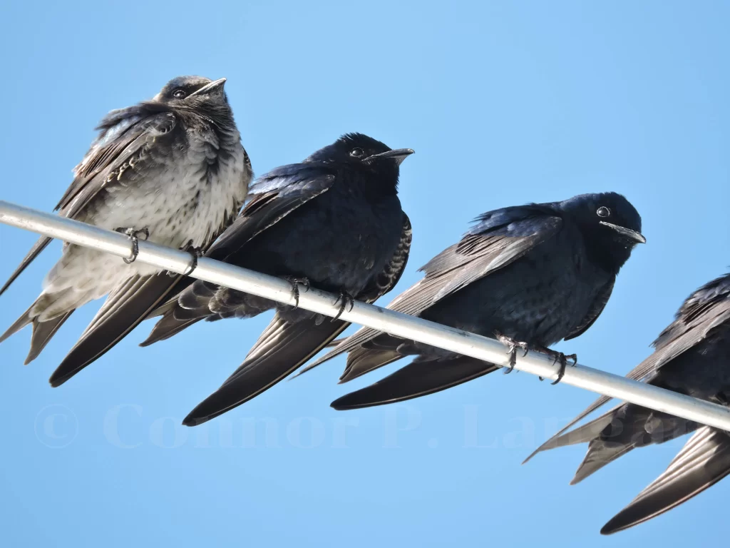 Three Purple Martins perch together on a metal rod.