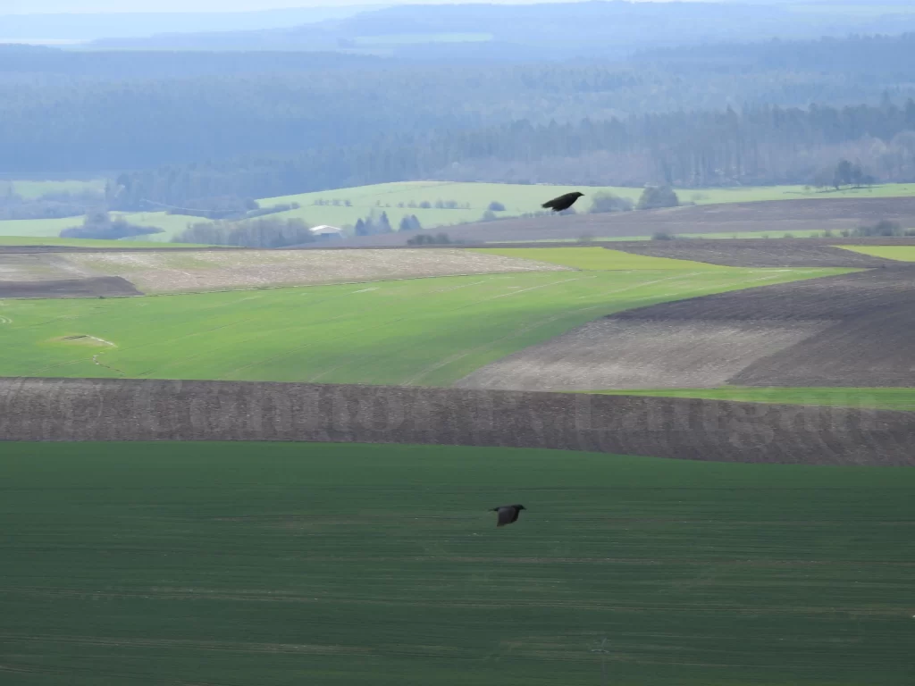 Two crows fly over the French countryside.