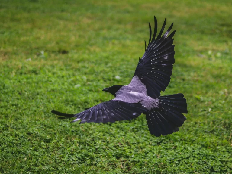 Do crows migrate? Here, a crow flies over a lush green field.