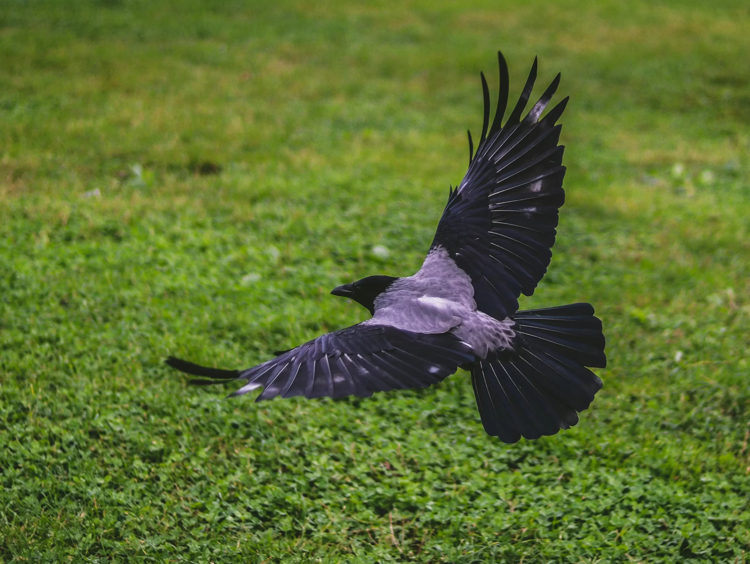 Do crows migrate? Here, a crow flies over a lush green field.