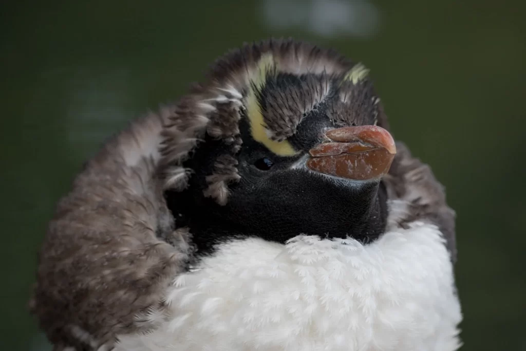 A young Erect-crested Penguin molts into its adult plumage.