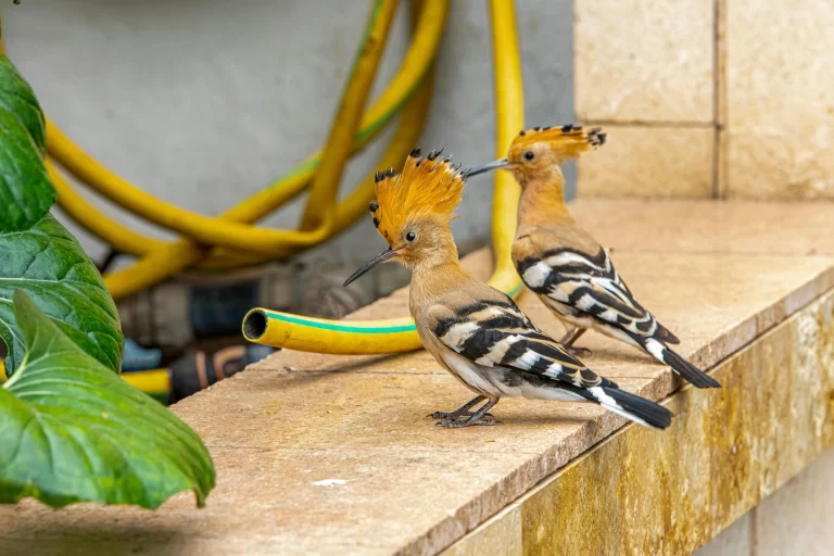 Eurasian Hoopoes are a classic example of birds with mohawks. Here, two stand near a structure.