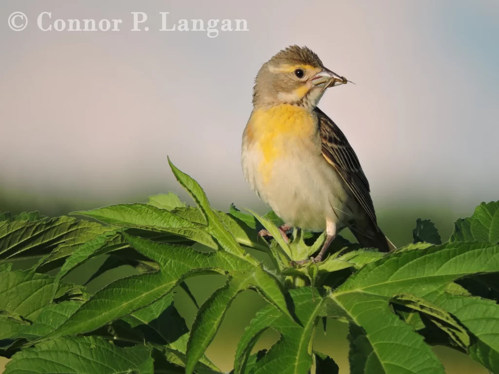 A female Dickcissel stands on a ragweed plant while clutching an insect in her bill.