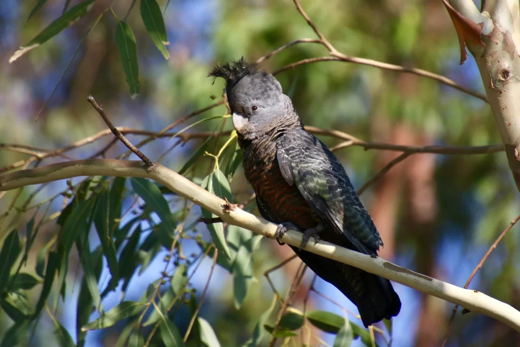 A female Gang-Gang Cockatoo perches in a eucalyptus tree.