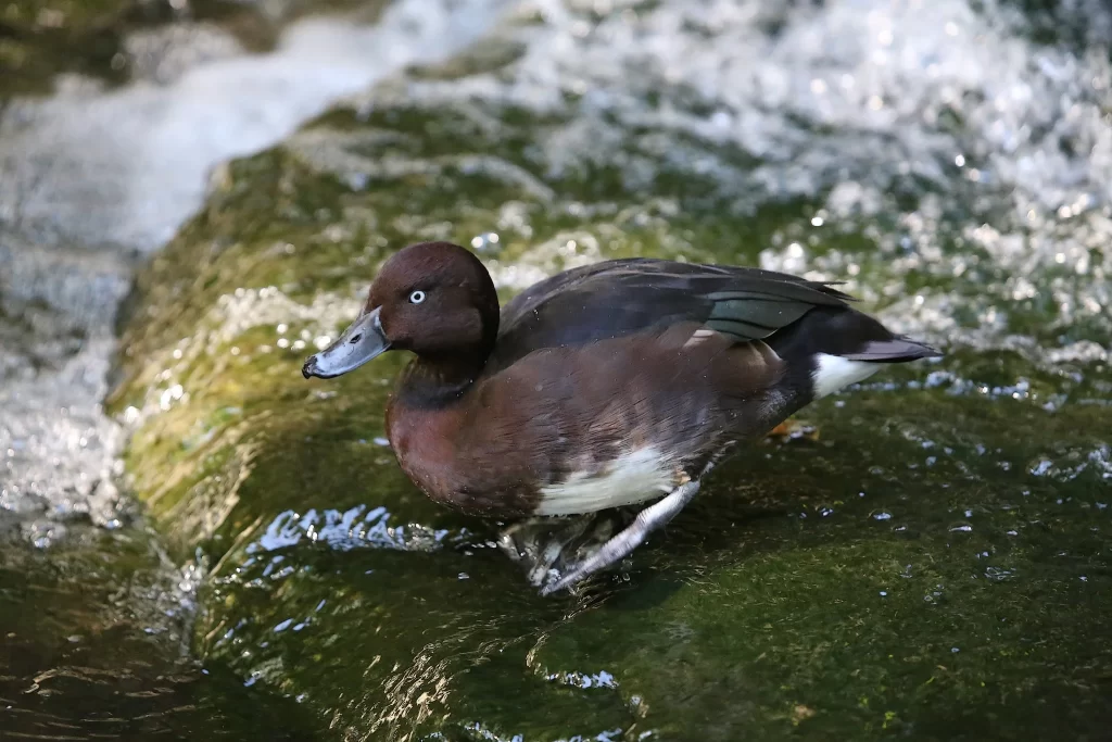 A male Hardhead duck stands on a rock adjacent to flowing water.