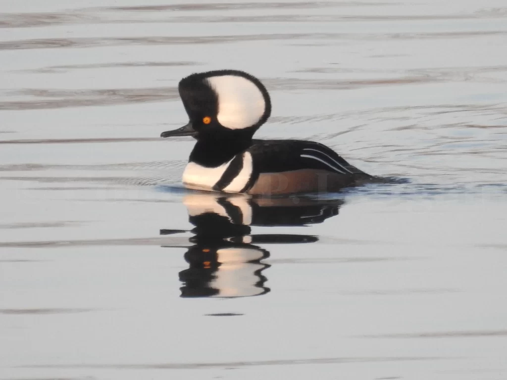 A male Hooded Merganser glides through the water.