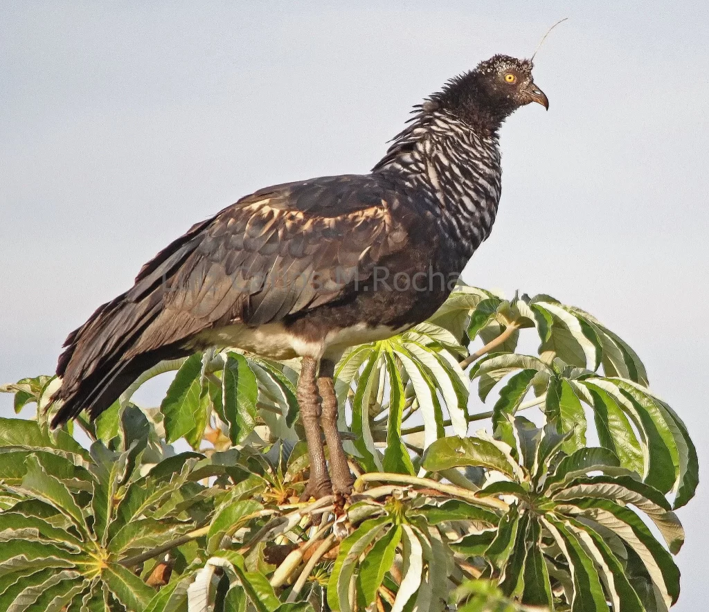A Horned Screamer stands atop a small tree.