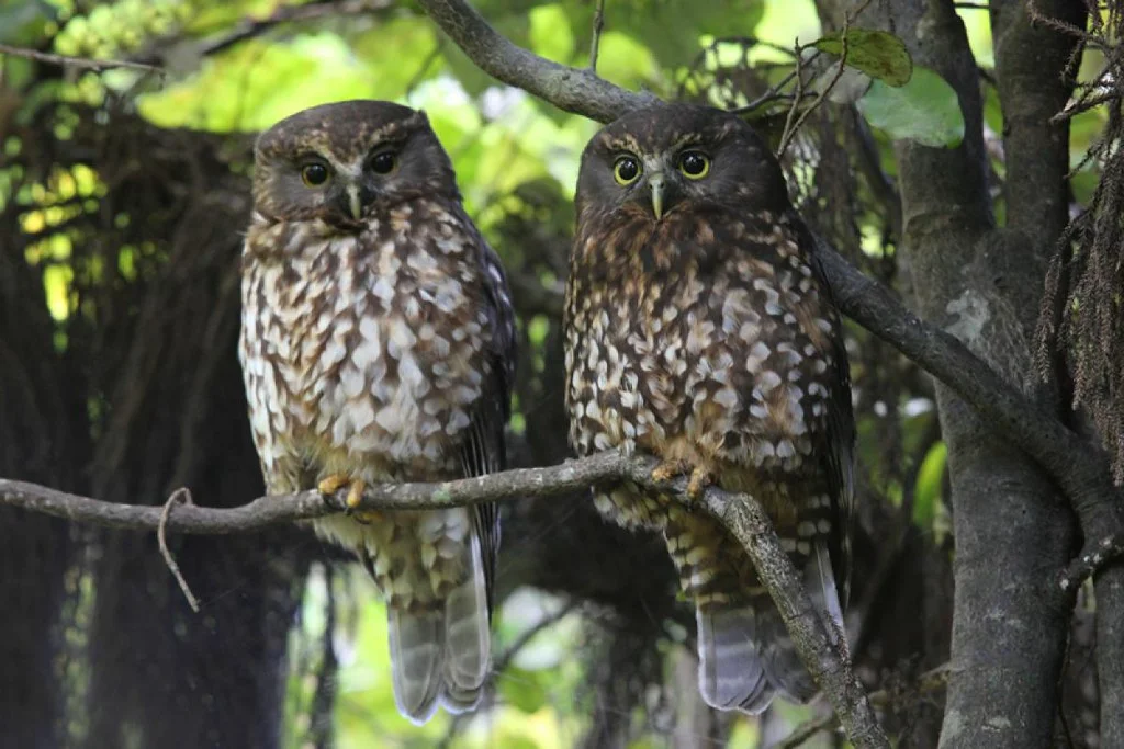 Two Morepork owls sit next to each other.