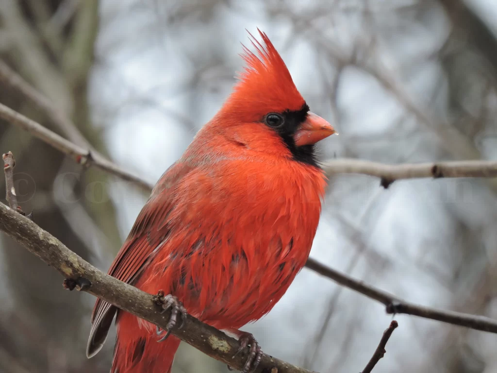 A wet male Northern Cardinal sits on a branch.