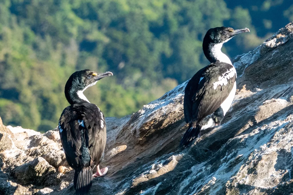 Two New Zealand King Shags stand on rocks.