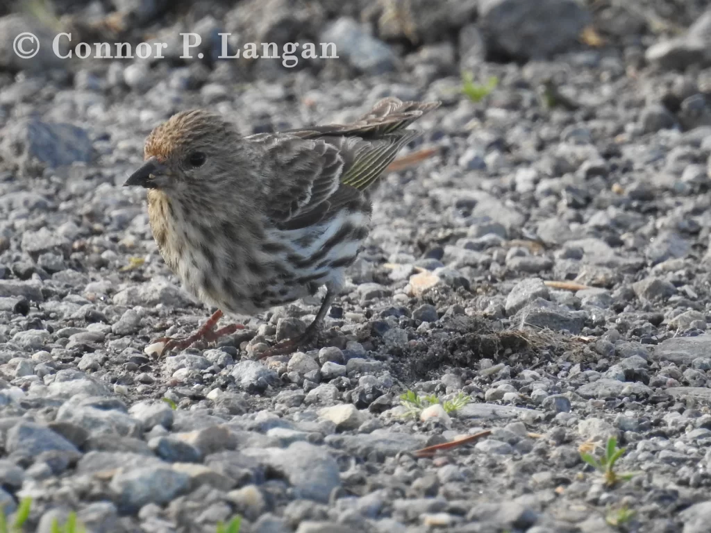 A Pine Siskin picks up grit from the ground.
