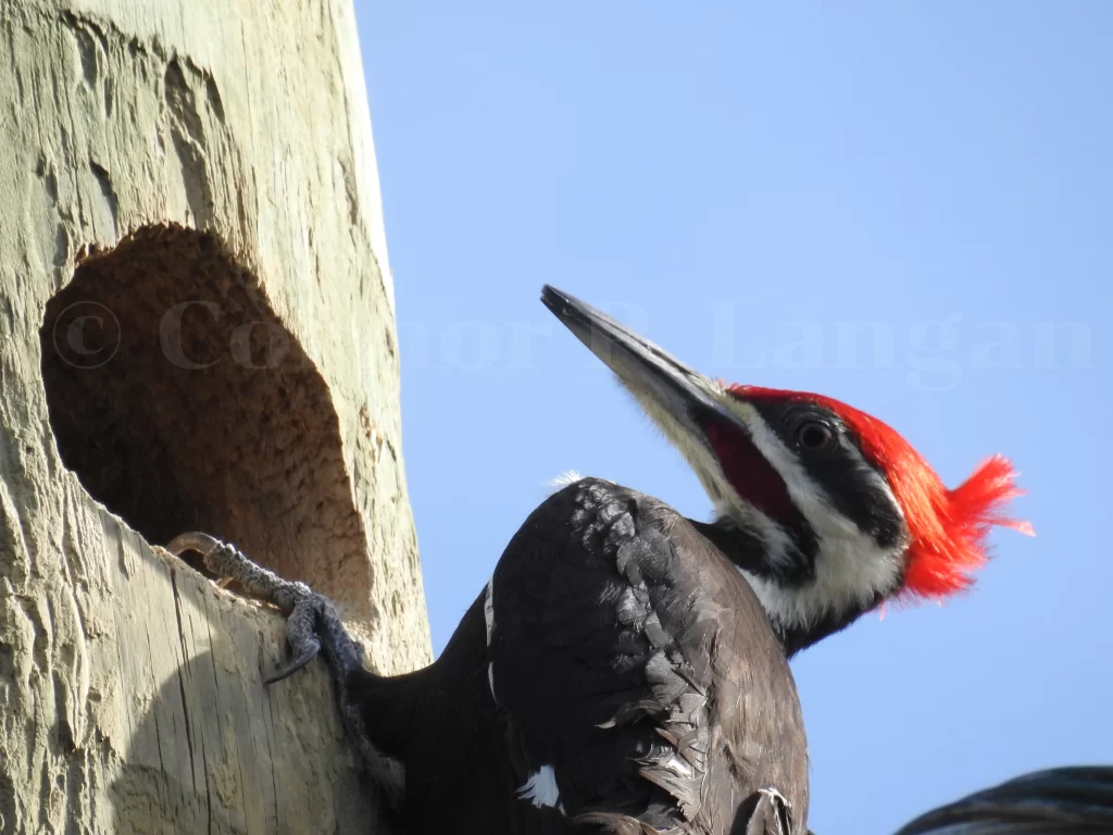 A Pileated Woodpecker investigates a cavity in a utility pole.