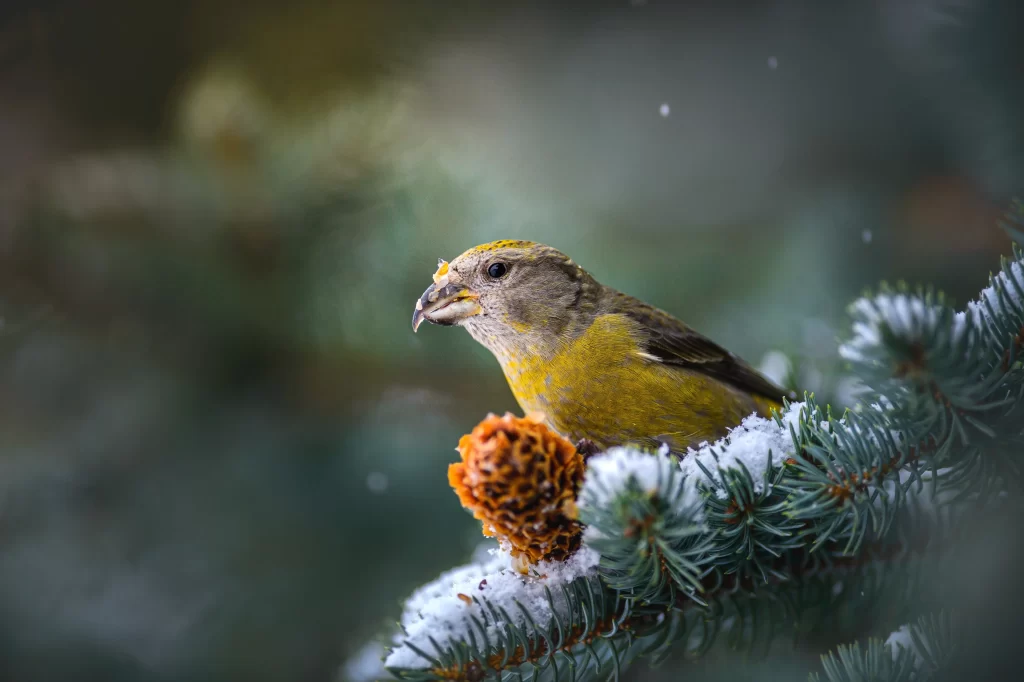 A female Red Crossbill feeds from a spruce tree.