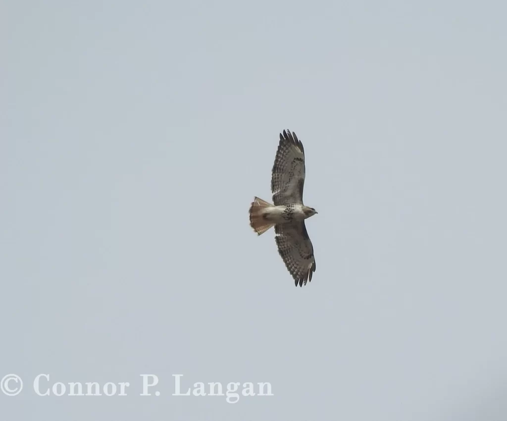 A Red-tailed Hawk soars through the sky.