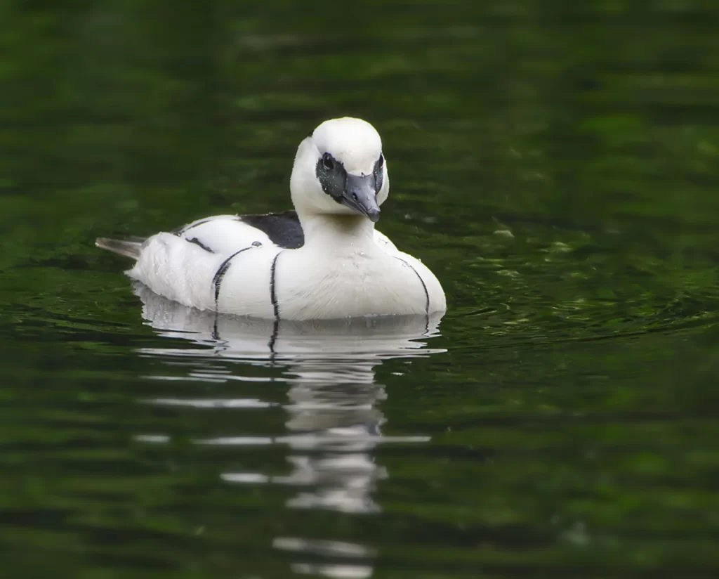 A male Smew swims on a placid pond.