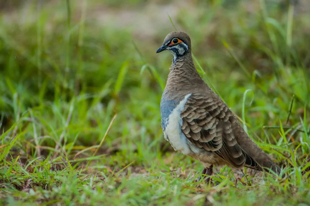 A Squatter Pigeon stands amid grasses.