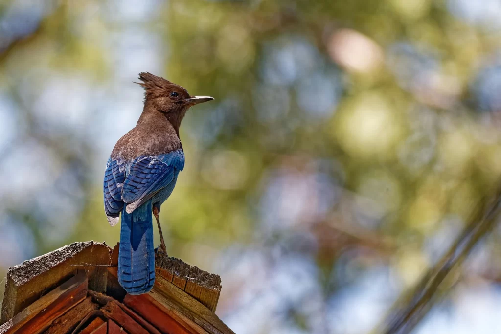 A Steller's Jay sits atop a wooden structure such as a bird house.