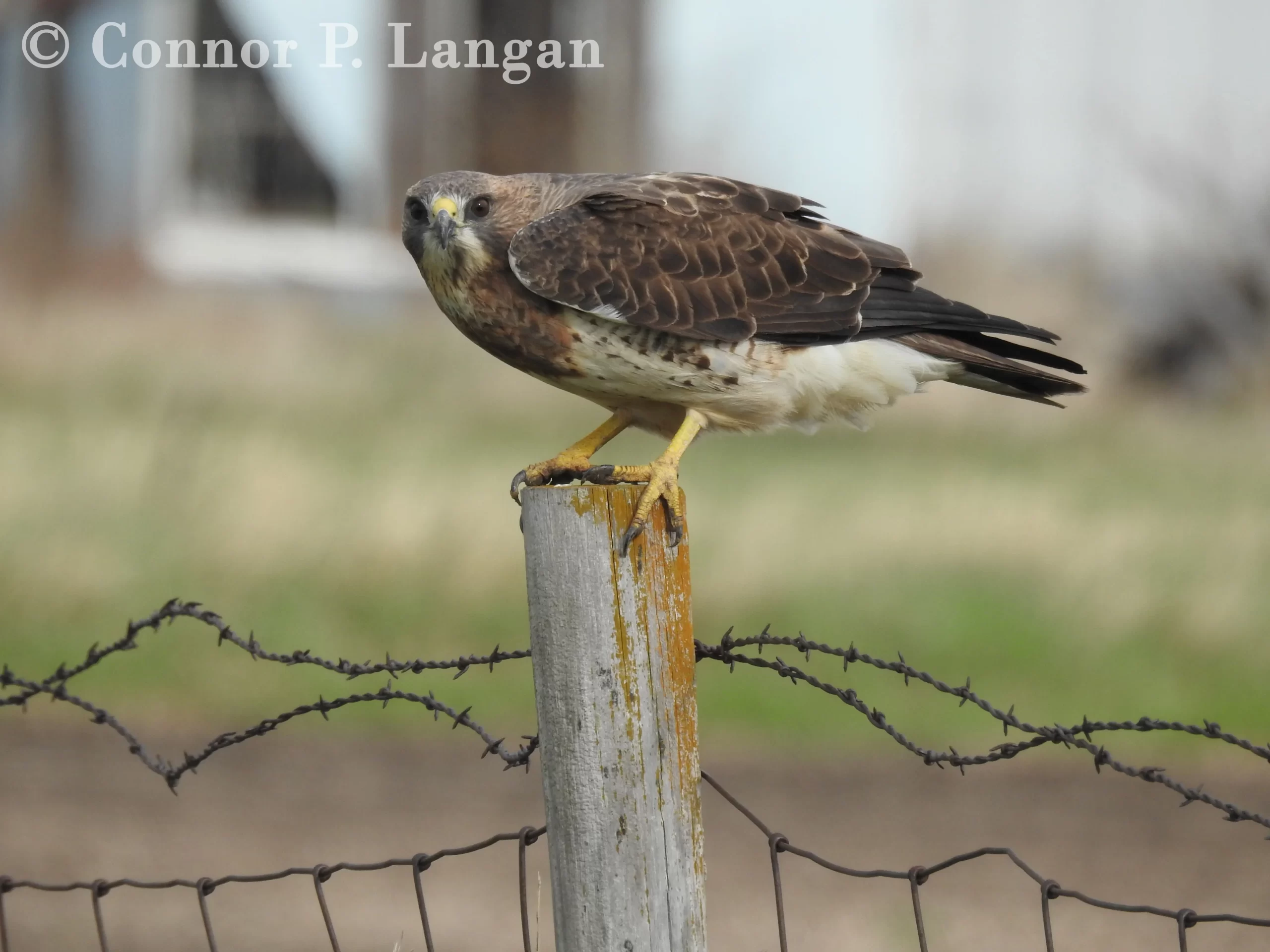 A Swainson's Hawk grips a wooden post during a windy spring day. Do hawks hunt at night?