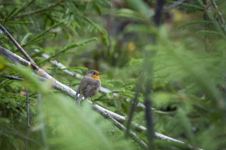 The small birds of Portugal are numerous. Here a European Robin perches in a lush forest.