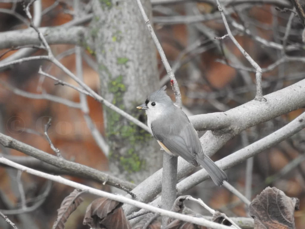 A Tufted Titmouse holds a seed in its bill and prepares to fly off.