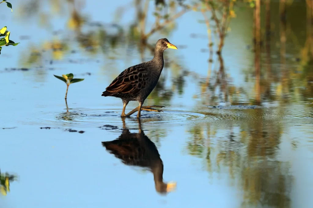 A Watercock wades through shallow water.