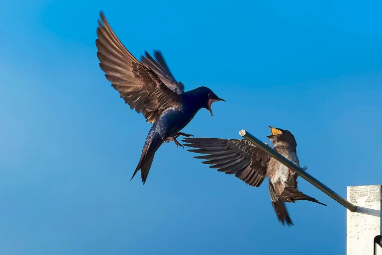 Two Purple Martins spar in midair.