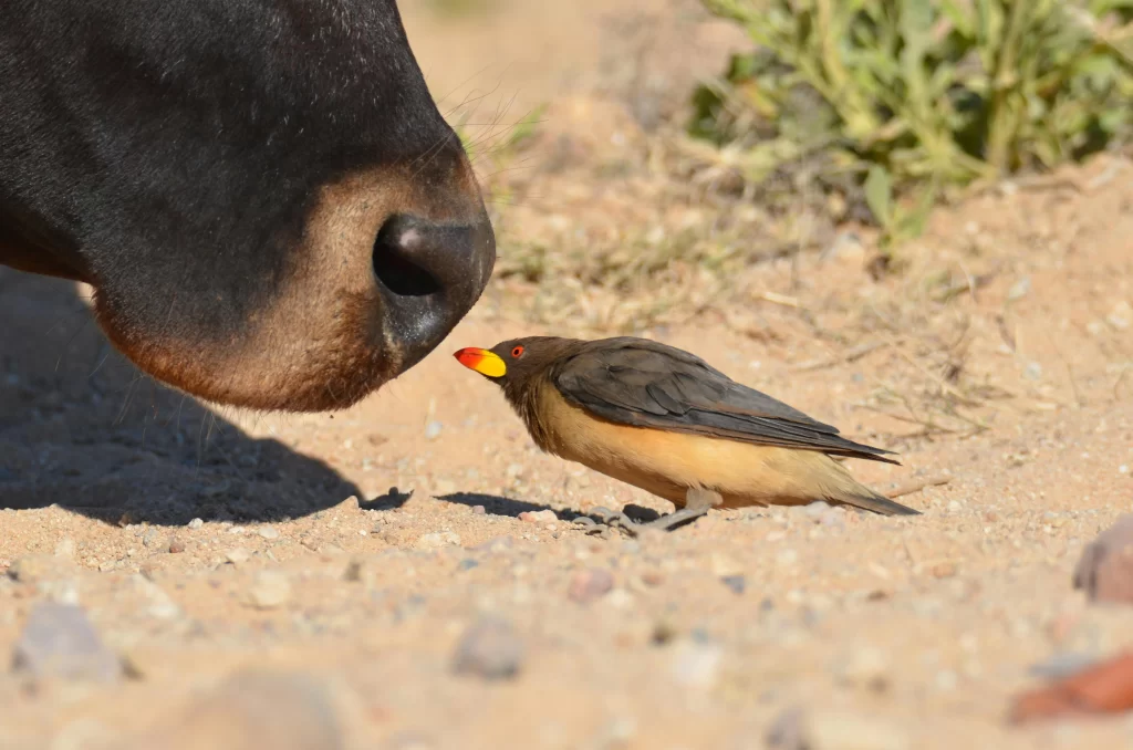 A Yellow-billed Oxpecker looks at a cow's nose.