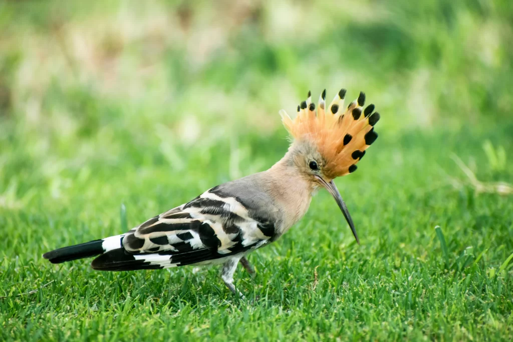 A Eurasian Hoopoe prepares to probe the ground for insects.