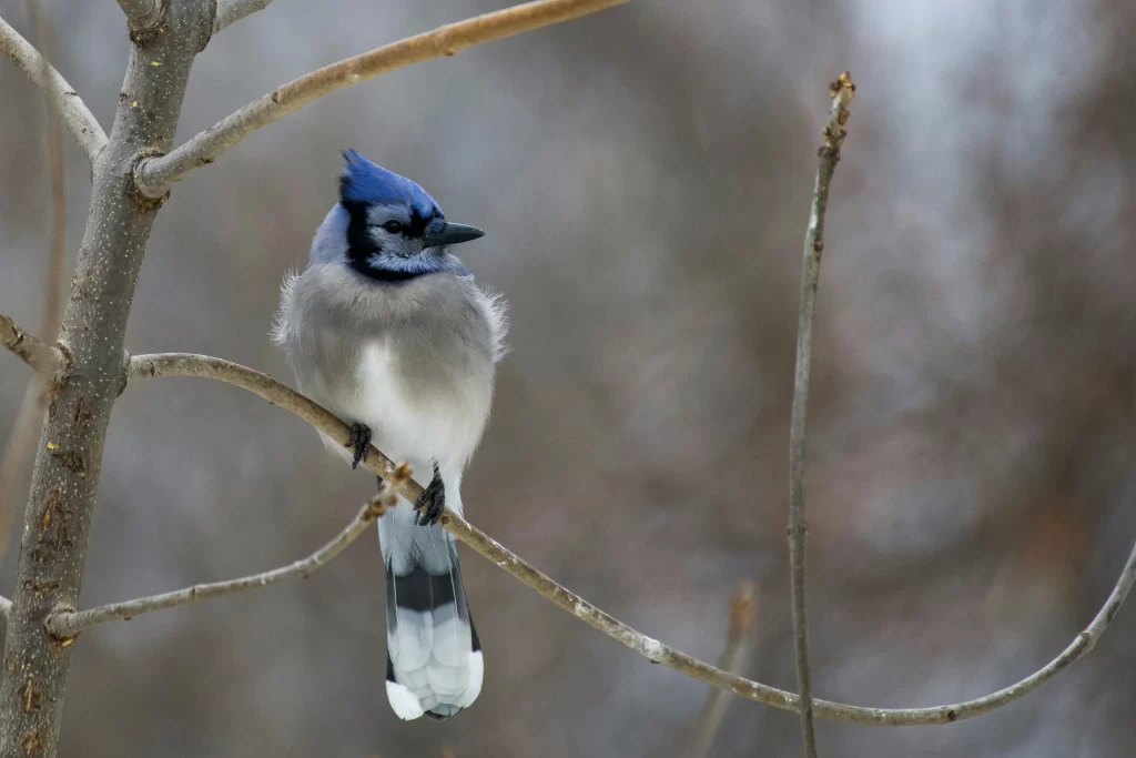 A Blue Jay sits in a small tree.