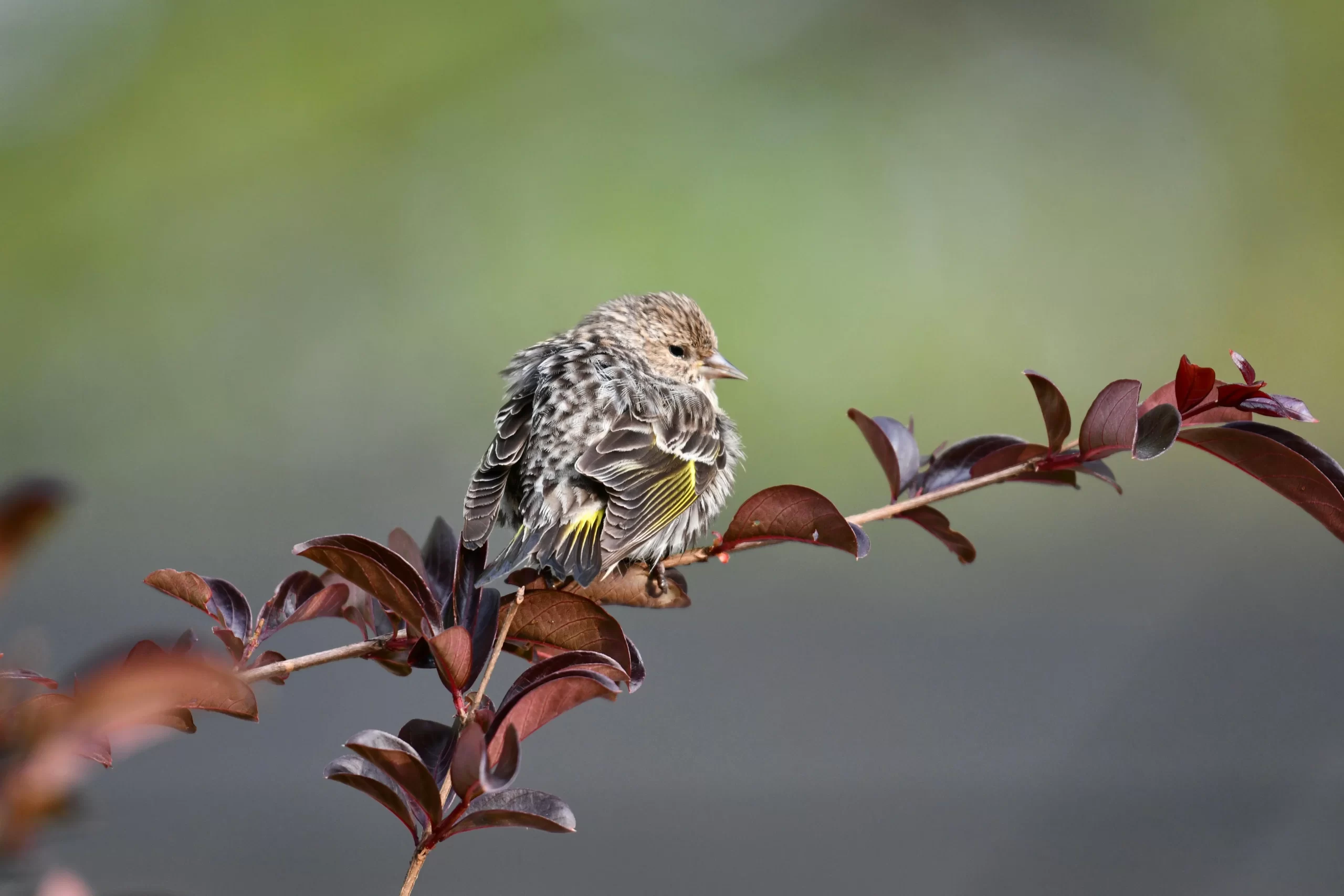 A Pine Siskin perches on a branch with leaves. Pine Siskins are one of 5 common finches in Georgia.