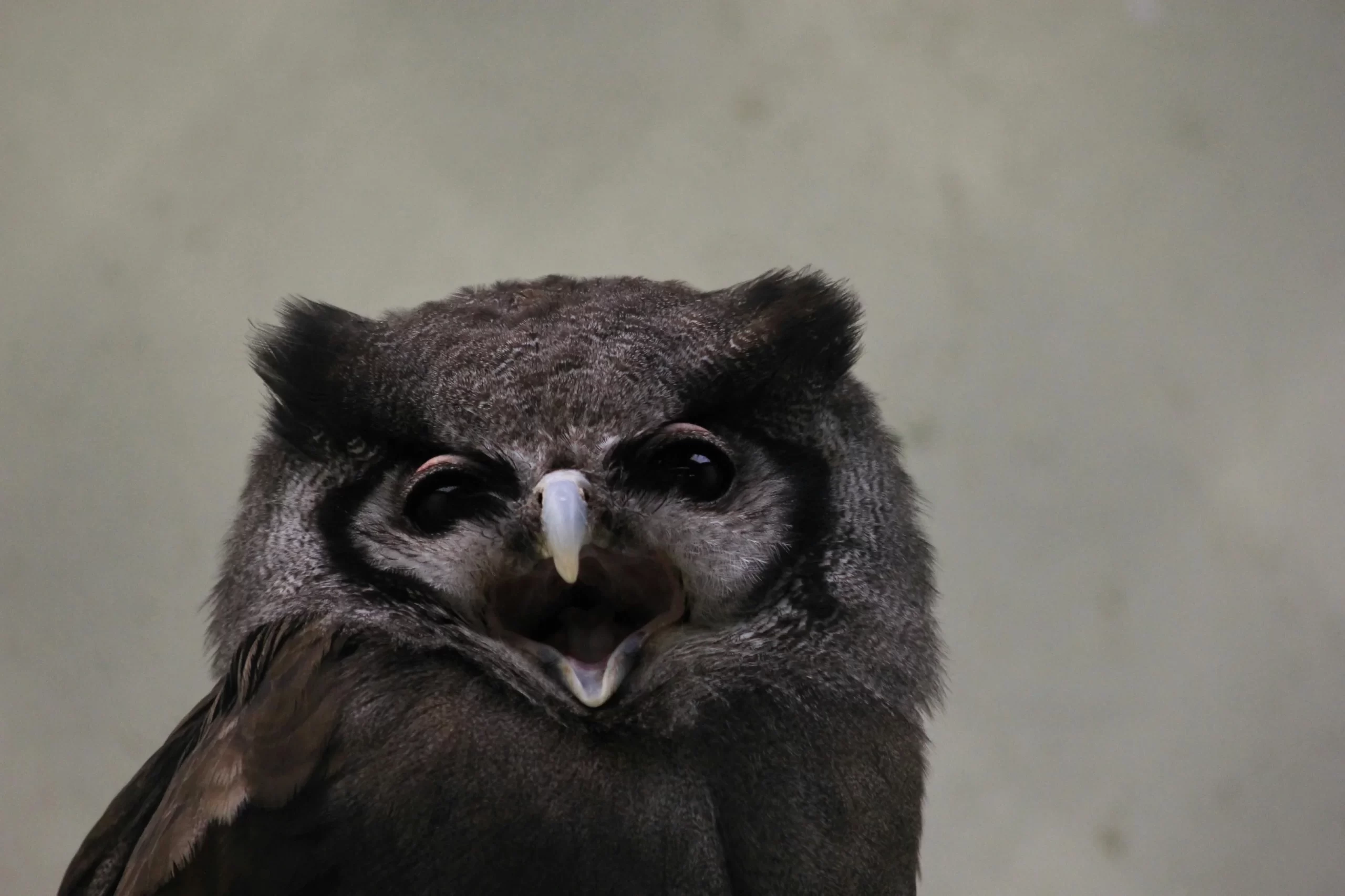 Why do owls hoot at night? Here, an owl open its mouth and prepares to hoot.