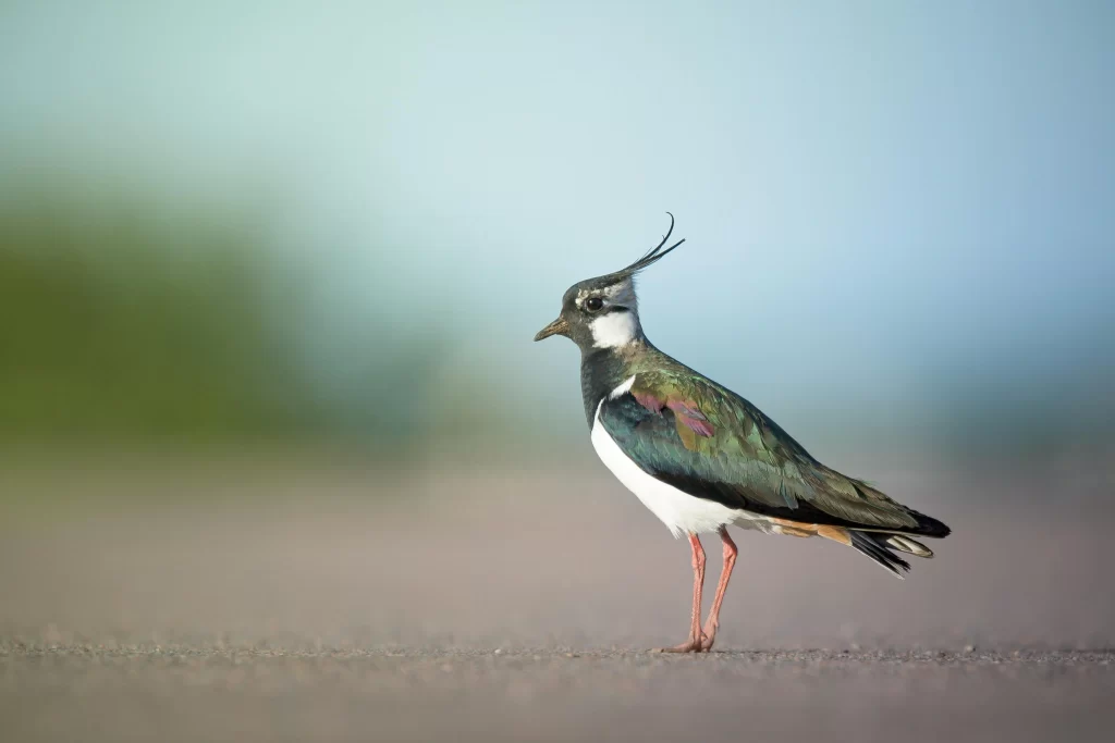 A Northern Lapwing stands on a beach.