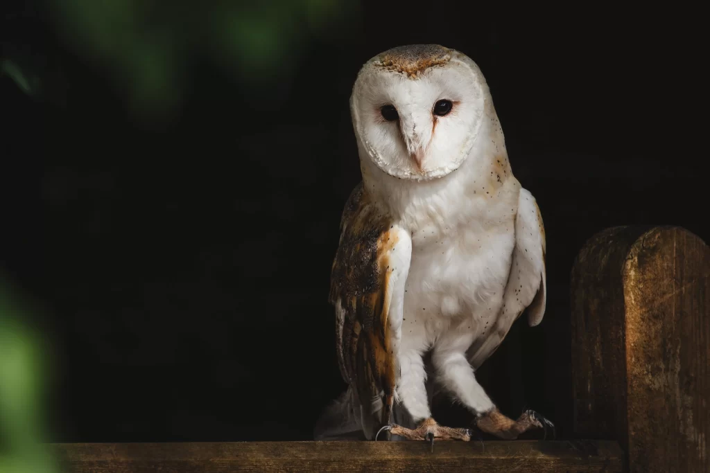 A Barn Owl stands on a wooden fence.