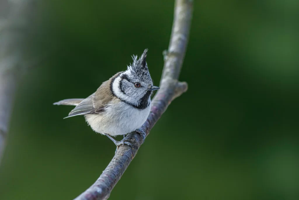 A Crested Tit perches on a branch with a green background.