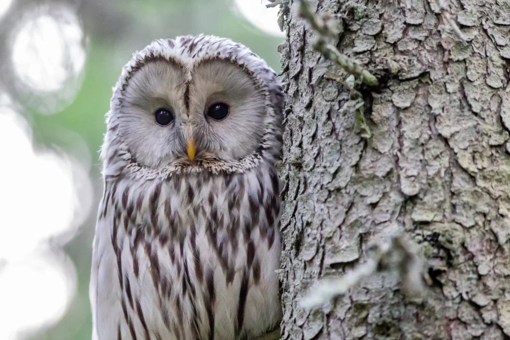A Ural Owl hides behind a tree.
