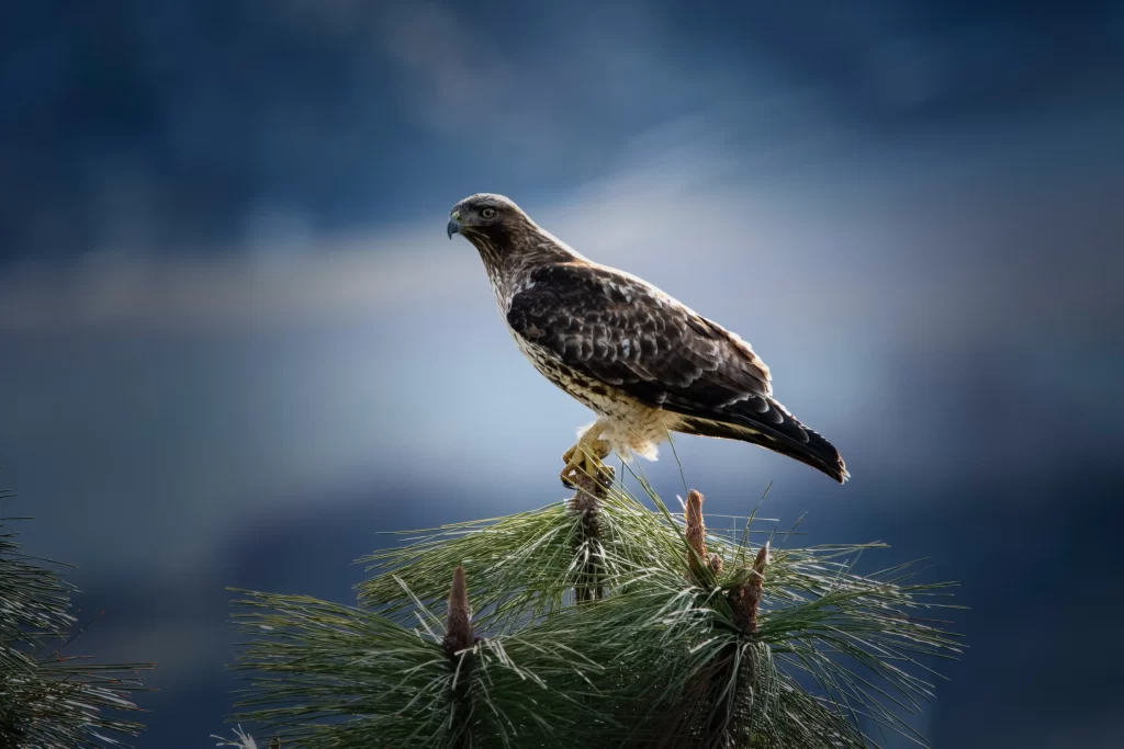 A Red-tailed Hawk sits atop a pine tree.