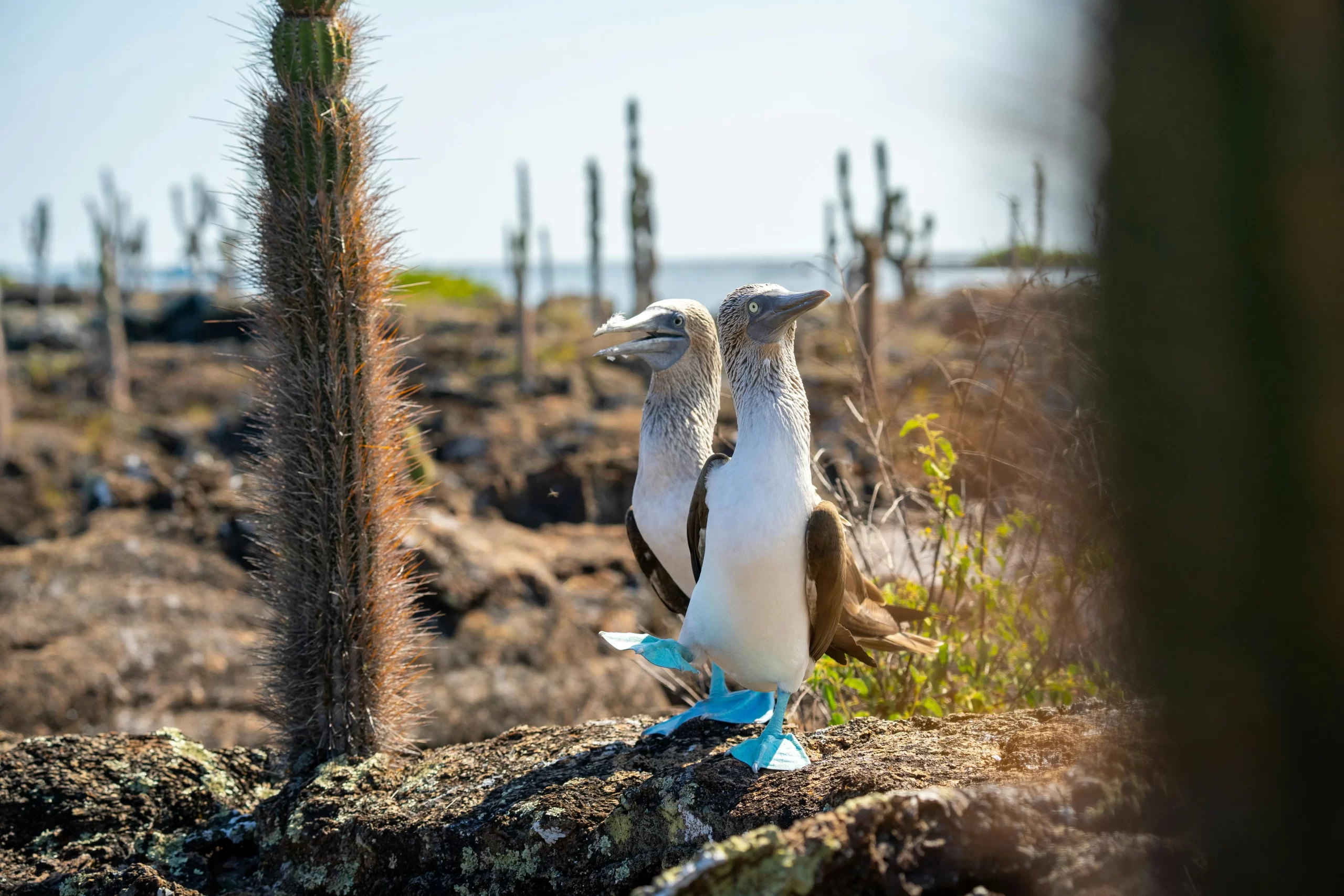 Two Blue-footed Boobies stand next to a cactus. Blue-footed Boobies have funny bird names that are recognized by many people.