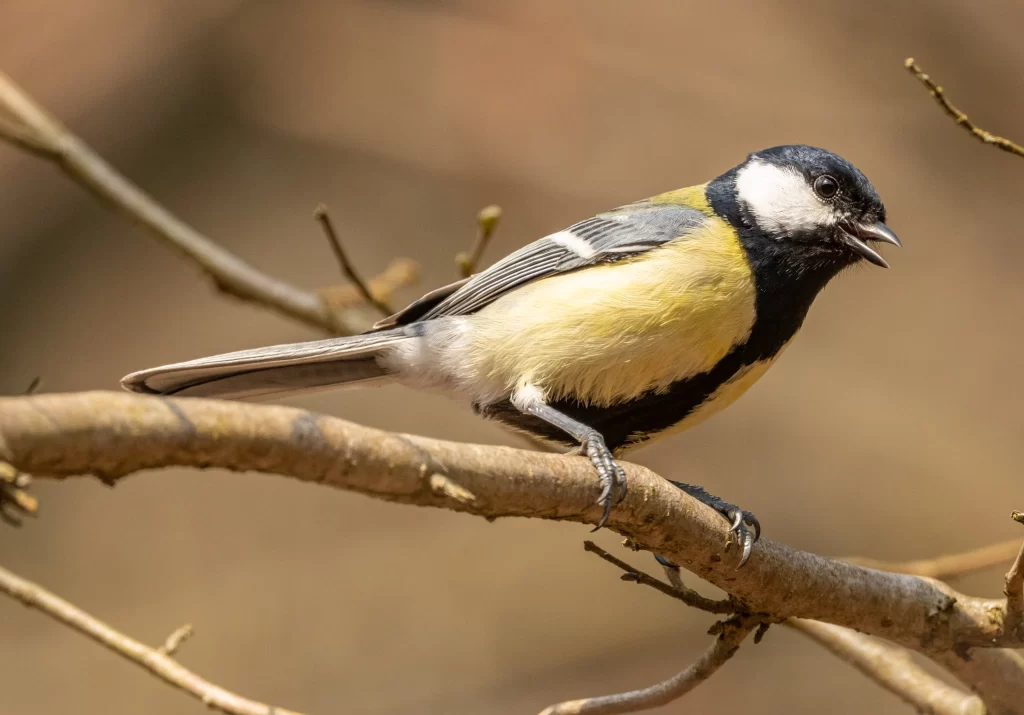 A Great Tit sings from a branch,