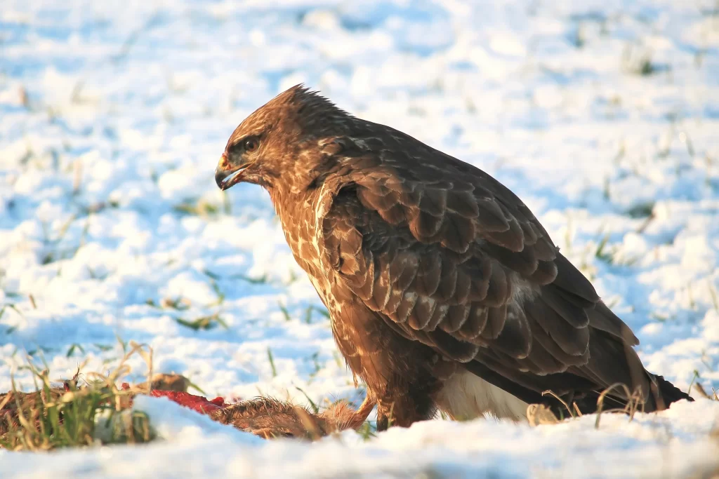 A hawk scavenges at a kill during winter.