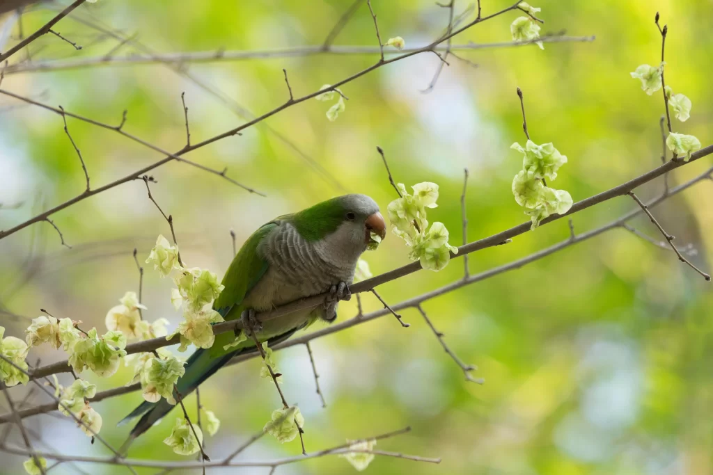 A Monk Parakeet munches seeds from a tree.