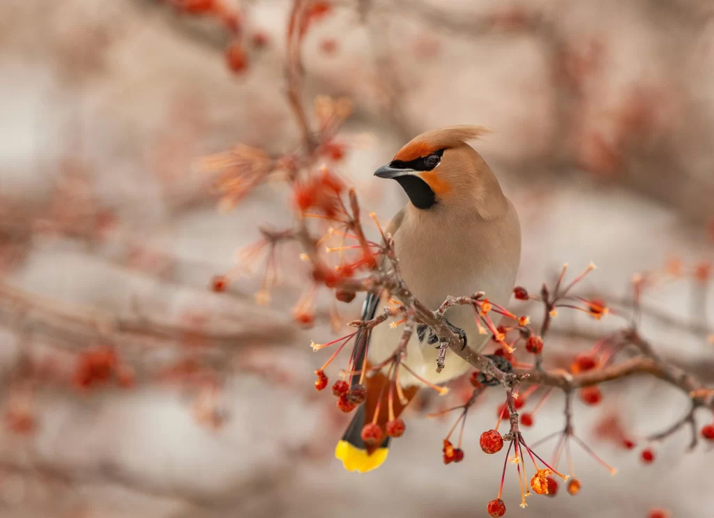 A Bohemian Waxwing prepares to pluck berries from a tree.