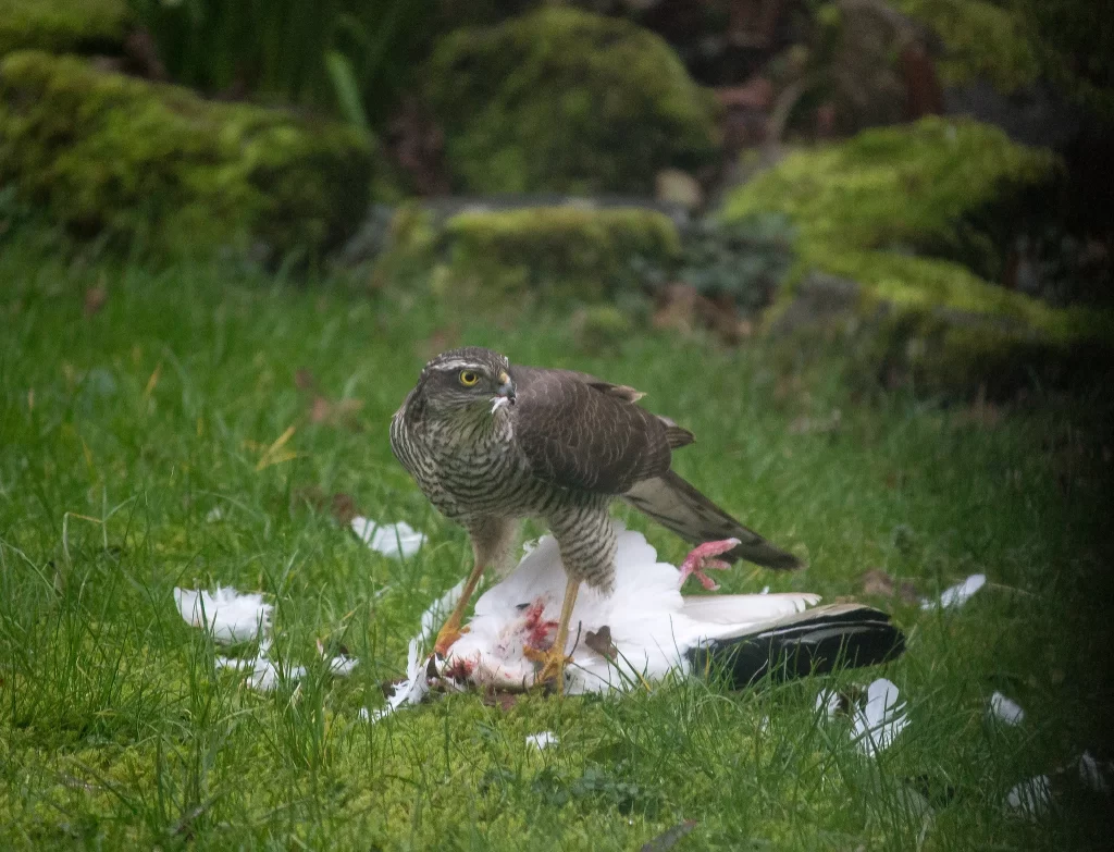 A female sparrowhawk rips apart a pigeon as she stands over its body.