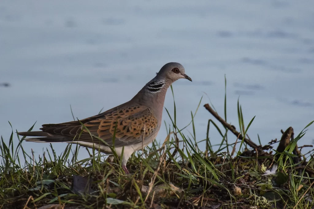 A European Turtle-Dove walks along the ground with a lake in the background.