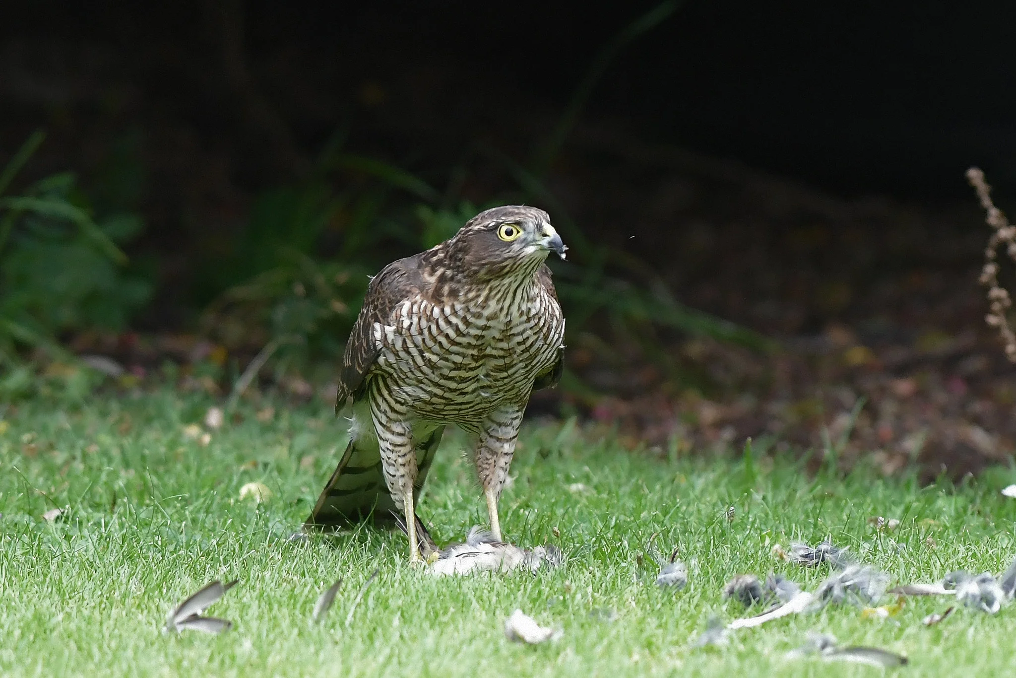 What do sparrowhawks eat? Well, here a female sparrowhawk is eating a House Sparrow.