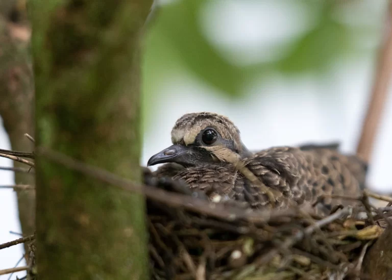 Where do Mourning Doves nest? Well, here a Mourning Dove chick sits in a nest hidden in a shrub.