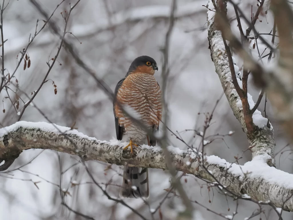 A male sparrowhawk sits on a snow-covered tree limb.