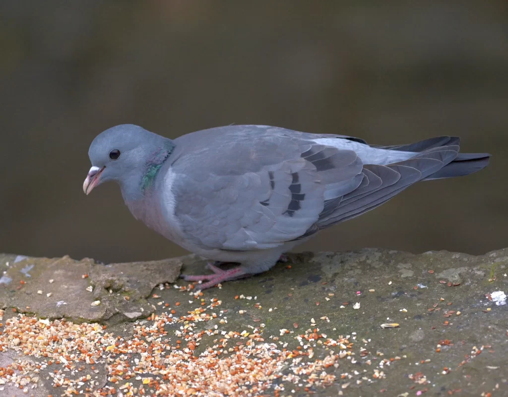 A Stock Dove feeds on seeds scattered along the ground.